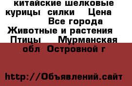 китайские шелковые курицы (силки) › Цена ­ 2 500 - Все города Животные и растения » Птицы   . Мурманская обл.,Островной г.